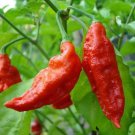 GHOST CHILLI, SUPER HOT VARIETY, WORLD'S HOTTEST PEPPER IN 2007, 30+ FRESH SEEDS