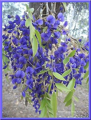AFRICAN TREE WISTERIA, FRESH SEEDS, MAGNIFICENT FLOWERS, BULK 50+ FRESH SEEDS
