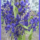 AFRICAN TREE WISTERIA, FRESH SEEDS, MAGNIFICENT FLOWERS, BULK 50+ FRESH SEEDS