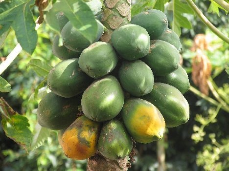 BULK BUY 100+ SEEDS, HEAVY FRUITING YELLOW PAWPAW. FRUITS FROM A YOUNG AGE