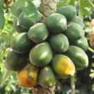BULK BUY 100+ SEEDS, HEAVY FRUITING YELLOW PAWPAW. FRUITS FROM A YOUNG AGE
