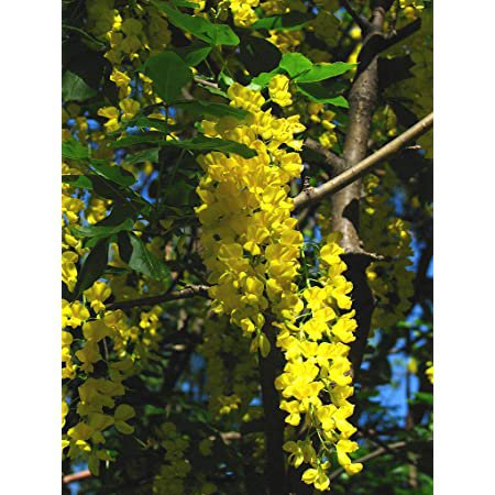 GOLDEN CHAIN TREE, LABURNUM. BULK LOT 50 + FRESH SEEDS, FAST GROWING AND TOUGH