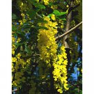 GOLDEN CHAIN TREE, LABURNUM. BULK LOT 50 + FRESH SEEDS, FAST GROWING AND TOUGH