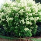 EVERGREEN FLOWERING ASH, HARDY SMALL BUSHY TREE, SUPER BULK BUY, 300+ SEEDS