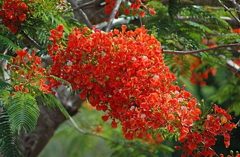 ROYAL POINCIANA BULK 120+ FRESH SEEDS, TOUGH SHADE TREE, CAN BONSAI, RED FLOWERS