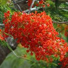 ROYAL POINCIANA BULK 120+ FRESH SEEDS, TOUGH SHADE TREE, CAN BONSAI, RED FLOWERS