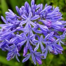 10 AGAPANTHUS 'BLUE AUSTRALIAN' SEEDS(Agapanthus praecox orientalis)