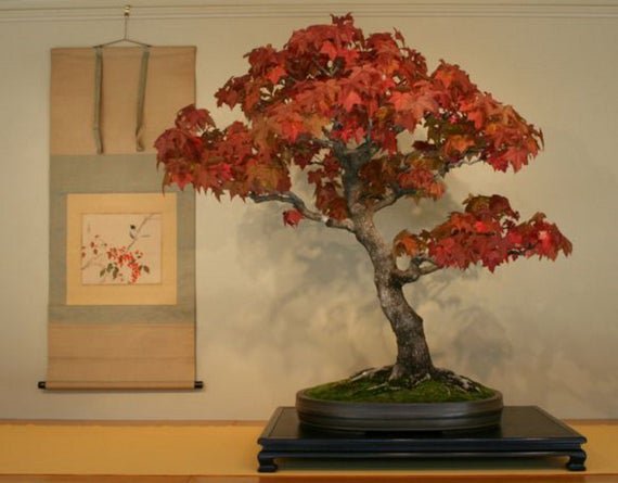 10 AMERICAN SWEETGUM TREE SEEDS(Liquidambar styraciflua); Bonsai features
