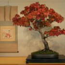 10 AMERICAN SWEETGUM TREE SEEDS(Liquidambar styraciflua); Bonsai features