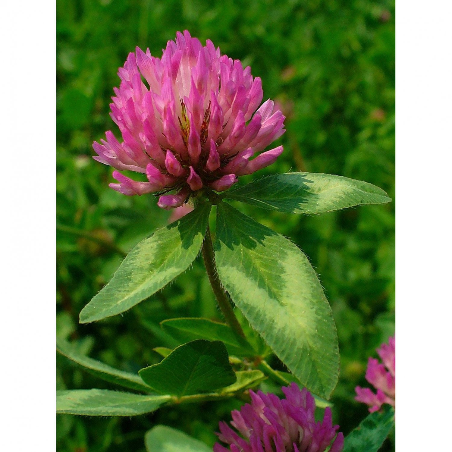 RED CLOVER SEEDS (TRIFOLIUM PRATENSE); Medicinal plant