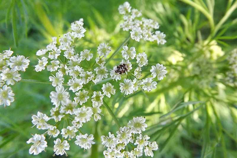 25 CUMIN SEEDS SEEDS(Cuminum cyminum)