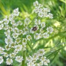25 CUMIN SEEDS SEEDS(Cuminum cyminum)
