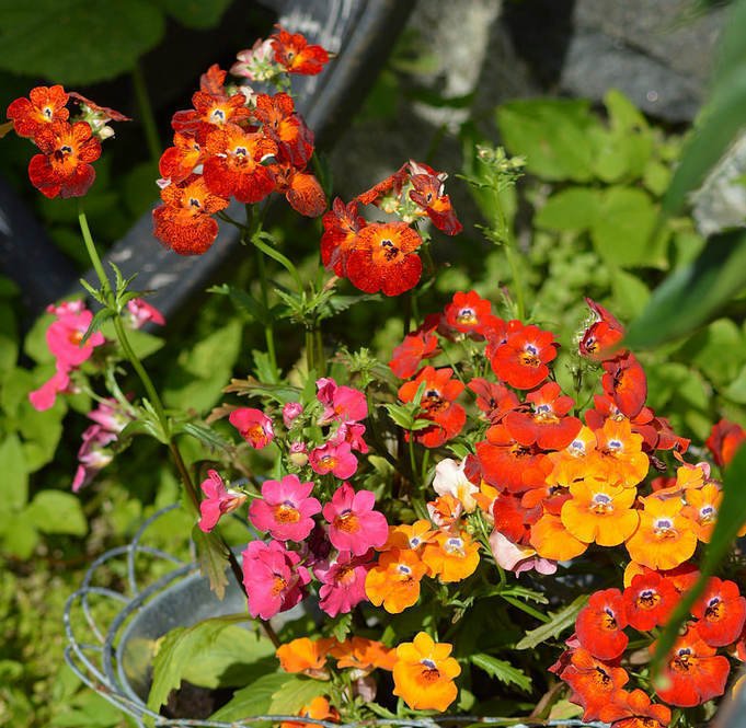 NEMESIA- CARNIVAL MIX (Nemesia strumosa); Ideal garden & pot flowers