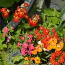 NEMESIA- CARNIVAL MIX (Nemesia strumosa); Ideal garden & pot flowers