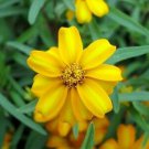 MEXICAN TARRAGON SEEDS (Tagetes lucida); Culinary herb