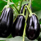 30 EGGPLANT 'BLACK BEAUTY' SEEDS(Solanum melongena)