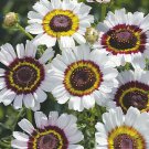 50 PAINTED DAISY SEEDS(Chrysanthemum Cockade);