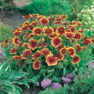 25 GAILLARIDIA GOBLIN SEEDS(Gaillardia grandiflora);Fresh seeds