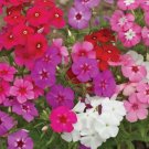 50 PHLOX TAPESTRY Seeds(Phlox drummondii);fresh seeds