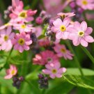 MYSTICK PINK "FORGET ME NOT" SEEDS(Cynaglossum amabile); Attractive Pink flowers