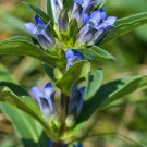 Gentiana Dahurica ( Prussian blue flowers ) Fresh Seed