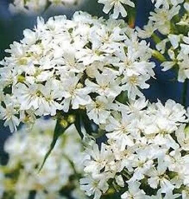 Lychnis Chalcedonica Alba " White Jeruselum Cross" x Fresh Seed