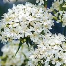 Lychnis Chalcedonica Alba " White Jeruselum Cross" x Fresh Seed