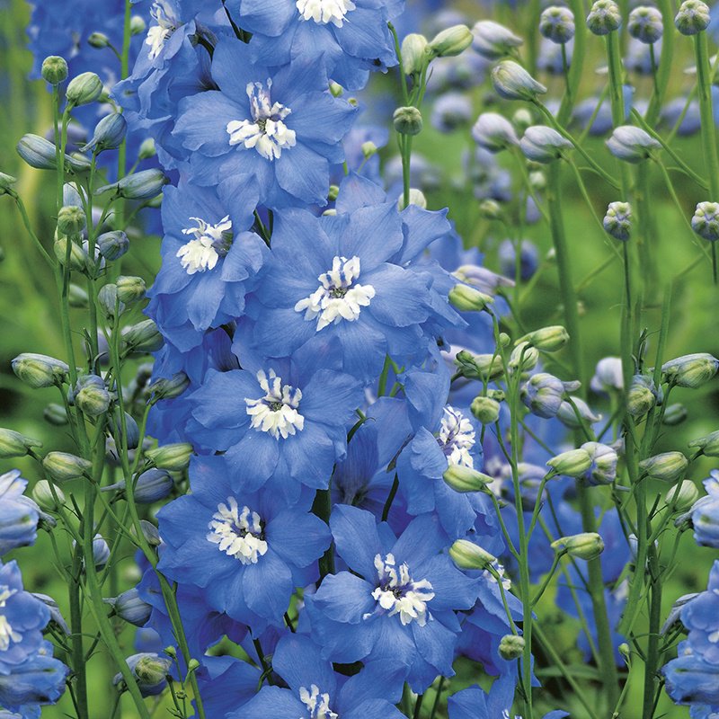 Delphinium Grandiflorum "Blue Pygmy"  Fresh Seed