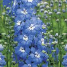 Delphinium Grandiflorum "Blue Pygmy"  Fresh Seed