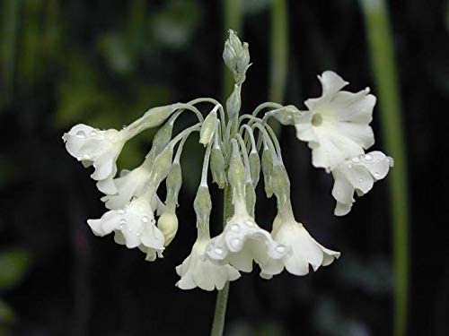Primula Alpicola "Tibetian Moonlight Primrose"   Fresh Seed