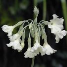 Primula Alpicola "Tibetian Moonlight Primrose"   Fresh Seed