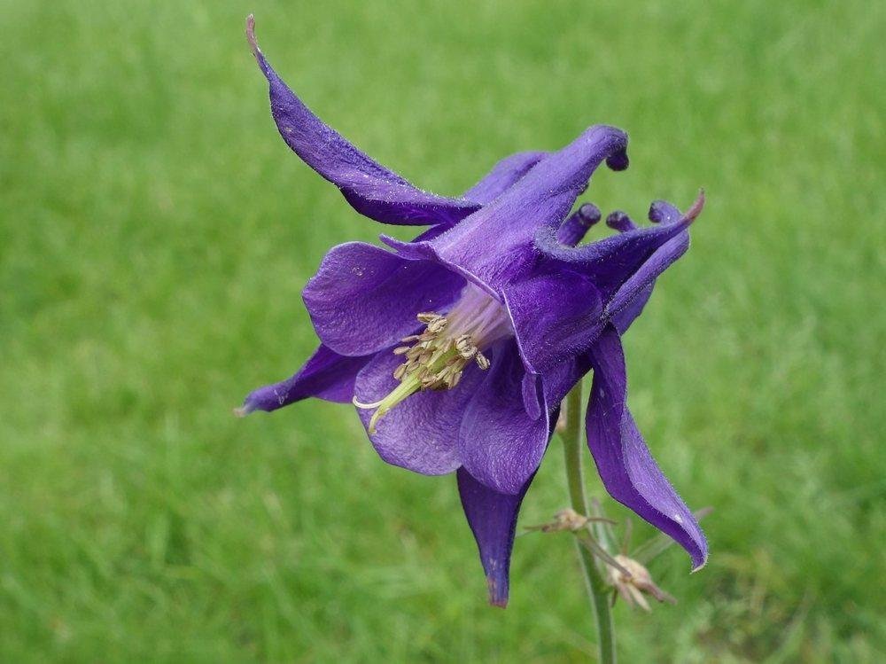 Edraianthus Graminifolius ( Rare )  Fresh Seed