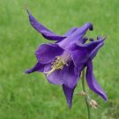 Edraianthus Graminifolius ( Rare )  Fresh Seed