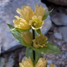 Gentiana Punctata " Spotted Alpine Gentian " x Fresh Seed