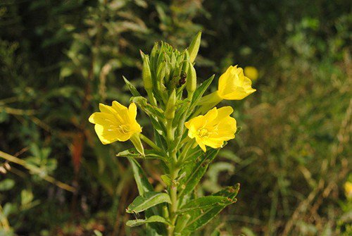 Oenethera Hookerii "Hookers' Evening Primrose" Fresh Seed
