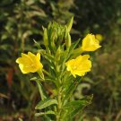 Oenethera Hookerii "Hookers' Evening Primrose" Fresh Seed