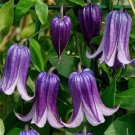 Clematis stans x Fresh seed