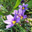 Sysyrinchium idahoense x 20 Fresh seeds