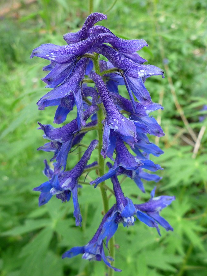 Delphinium occidentale x 20 x Fresh seed