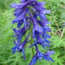 Delphinium occidentale x 20 x Fresh seed