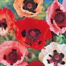 Papaver orientale x 20 fresh seeds