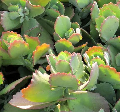Kalanchoe Longiflora 20 x Fresh Seed