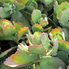 Kalanchoe Longiflora 20 x Fresh Seed