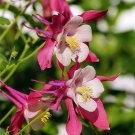 Aquilegia Kurdistanica ( Rare ) 25 + Fresh Seed