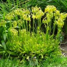 Cotyledon Campanulata ( Beautiful South African Succulent ) 30+ Fresh Seed