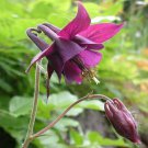 Aquilegia Atrata (Tall Bugundy Red Bonnets) 25 + Fresh Seed