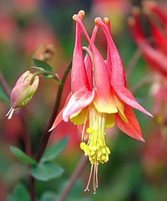 Aquilegia canadensis 20 x Fresh Seed