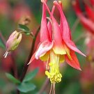 Aquilegia canadensis 20 x Fresh Seed
