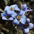 Gentiana Makinoi "Royal Blue Gentian" 25+ Fresh Seed
