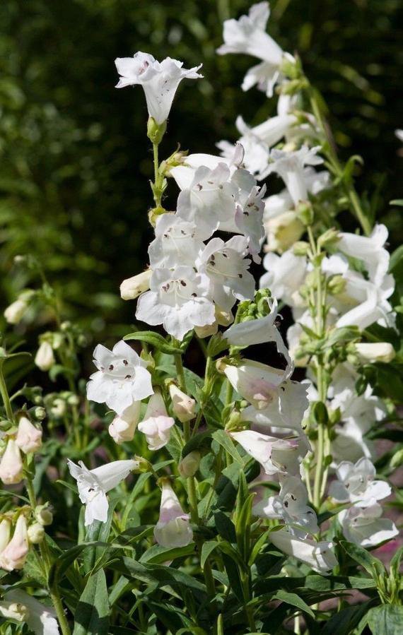 Penstemon digitalis ''Foxglove beard-tongue'' 20+ Fresh Seed